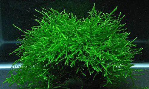 tanaman aquascape